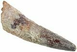 Fossil Spinosaurus Tooth - Real Dinosaur Tooth #227253-1